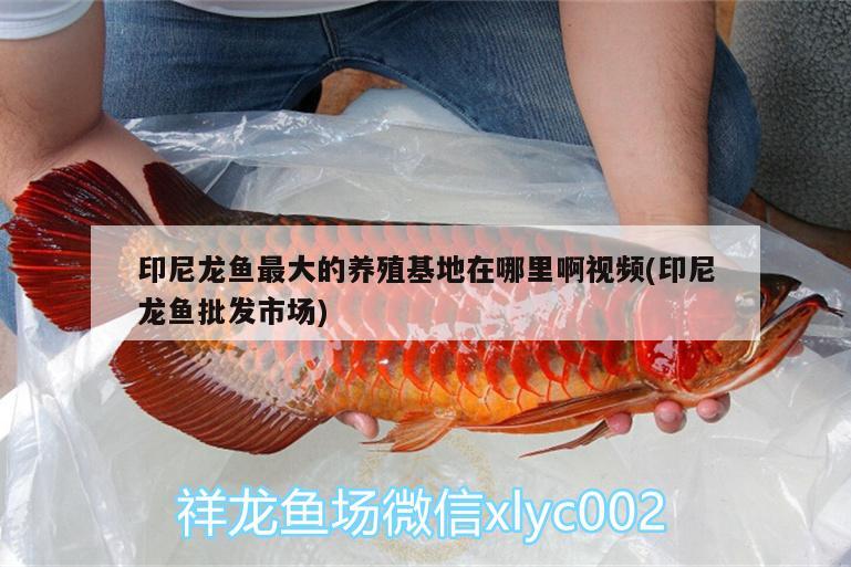 印尼龍魚(yú)最大的養(yǎng)殖基地在哪里啊視頻(印尼龍魚(yú)批發(fā)市場(chǎng)) 龍魚(yú)批發(fā)