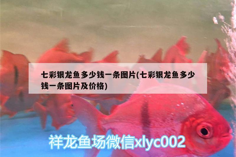 七彩銀龍魚多少錢一條圖片(七彩銀龍魚多少錢一條圖片及價(jià)格)