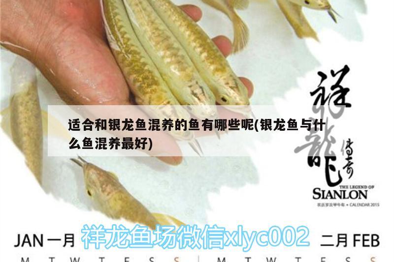 適合和銀龍魚混養(yǎng)的魚有哪些呢(銀龍魚與什么魚混養(yǎng)最好)