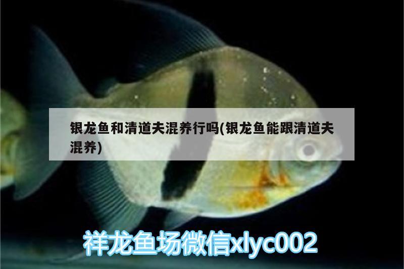 銀龍魚(yú)和清道夫混養(yǎng)行嗎(銀龍魚(yú)能跟清道夫混養(yǎng))