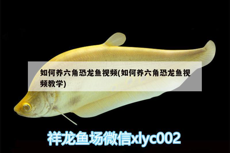 如何養(yǎng)六角恐龍魚視頻(如何養(yǎng)六角恐龍魚視頻教學) 熊貓異形魚L46