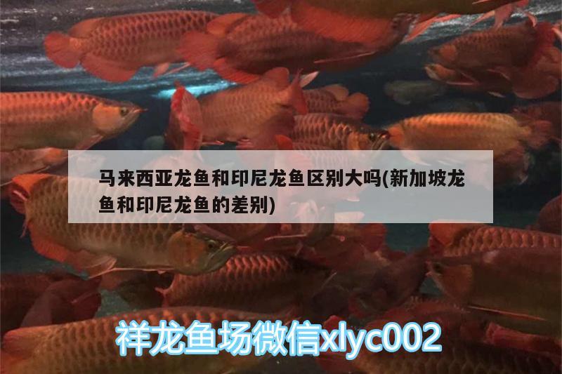 馬來西亞龍魚和印尼龍魚區(qū)別大嗎(新加坡龍魚和印尼龍魚的差別) 祥龍龍魚魚糧