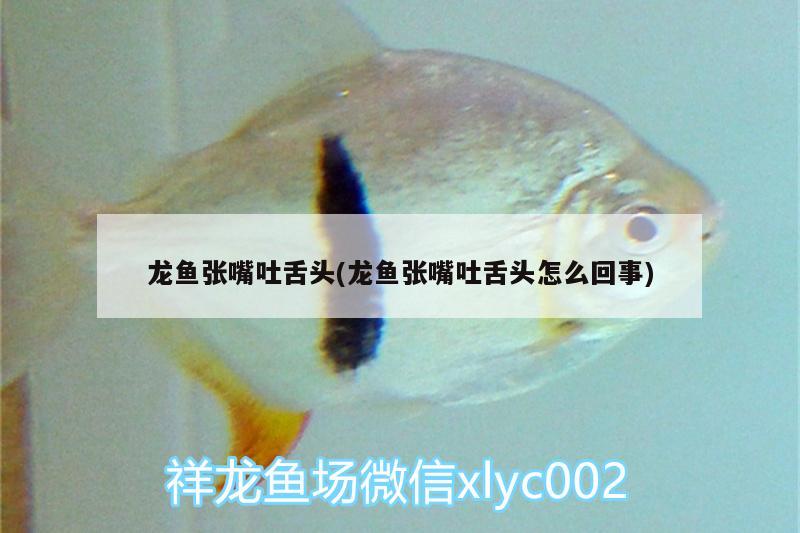 龍魚張嘴吐舌頭(龍魚張嘴吐舌頭怎么回事) 養(yǎng)魚知識