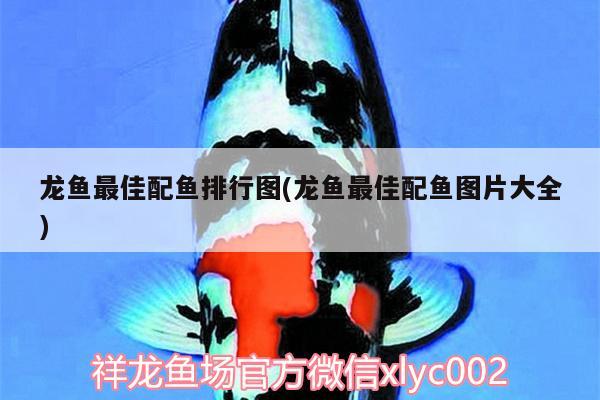 龍魚(yú)最佳配魚(yú)排行圖(龍魚(yú)最佳配魚(yú)圖片大全) 水族燈（魚(yú)缸燈） 第1張