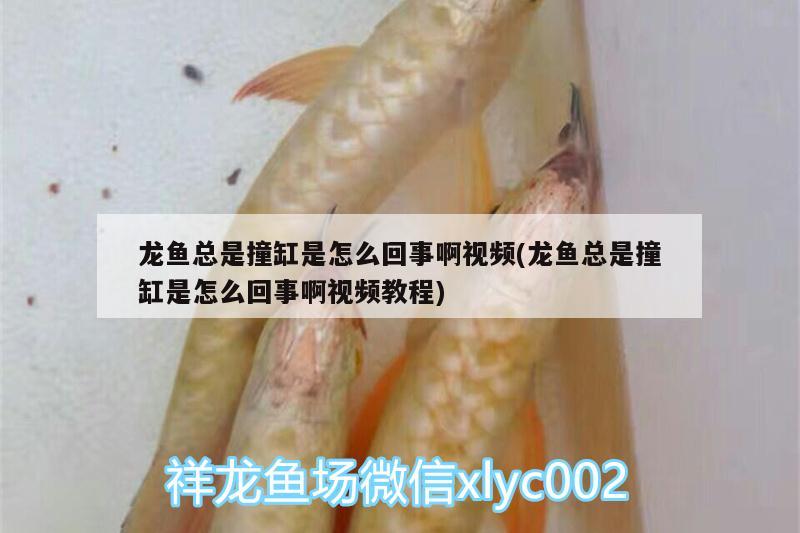 龍魚總是撞缸是怎么回事啊視頻(龍魚總是撞缸是怎么回事啊視頻教程)