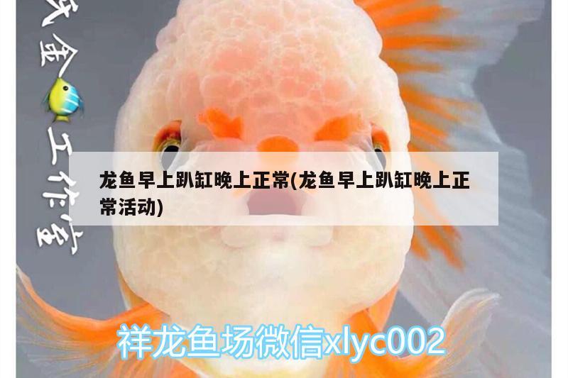 龍魚早上趴缸晚上正常(龍魚早上趴缸晚上正?；顒?