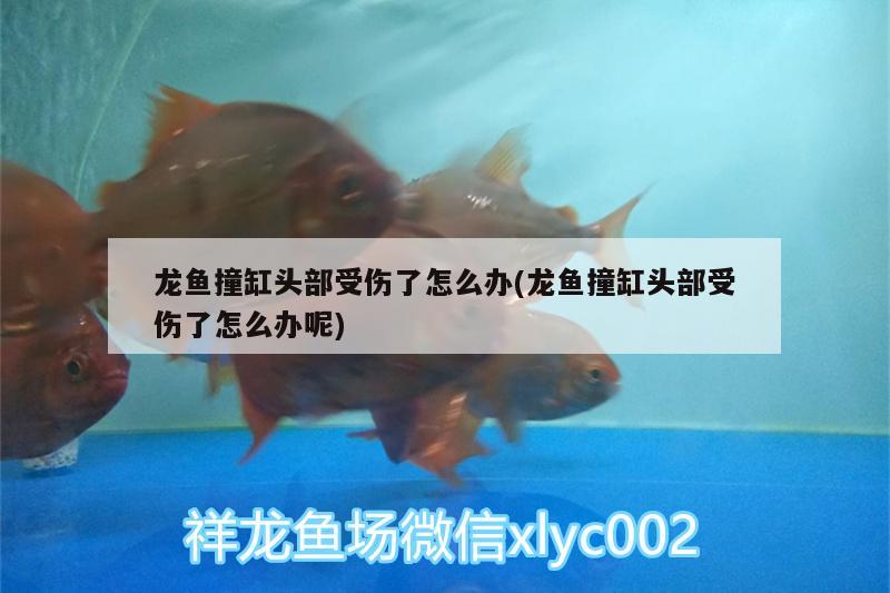 龍魚撞缸頭部受傷了怎么辦(龍魚撞缸頭部受傷了怎么辦呢) 印尼虎苗