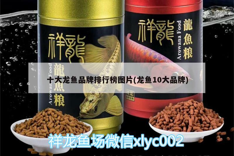 十大龍魚品牌排行榜圖片(龍魚10大品牌) 三間鼠魚