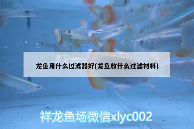 龍魚用什么過濾器好(龍魚放什么過濾材料) 紅老虎魚