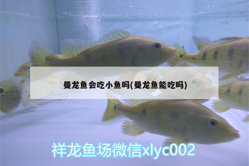 曼龍魚會吃小魚嗎(曼龍魚能吃嗎)