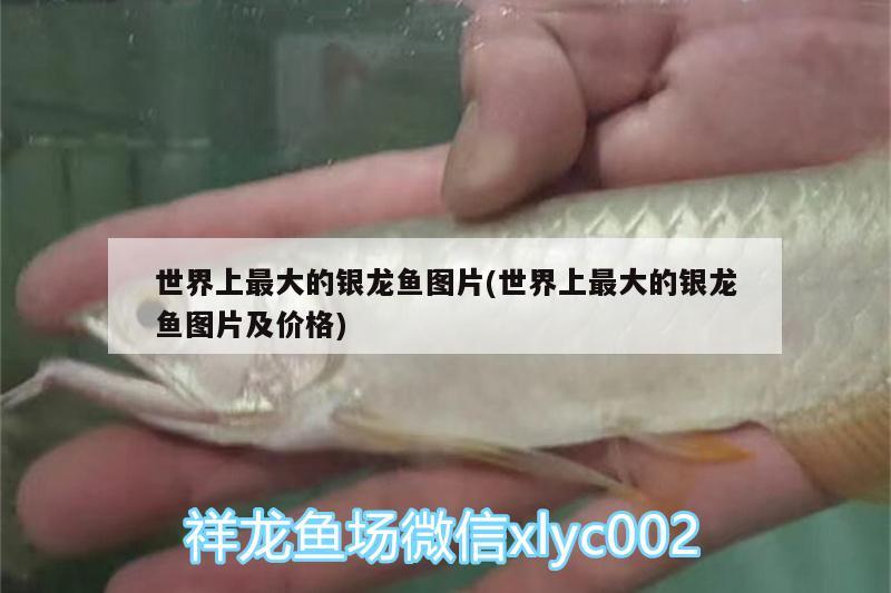 世界上最大的銀龍魚圖片(世界上最大的銀龍魚圖片及價格)