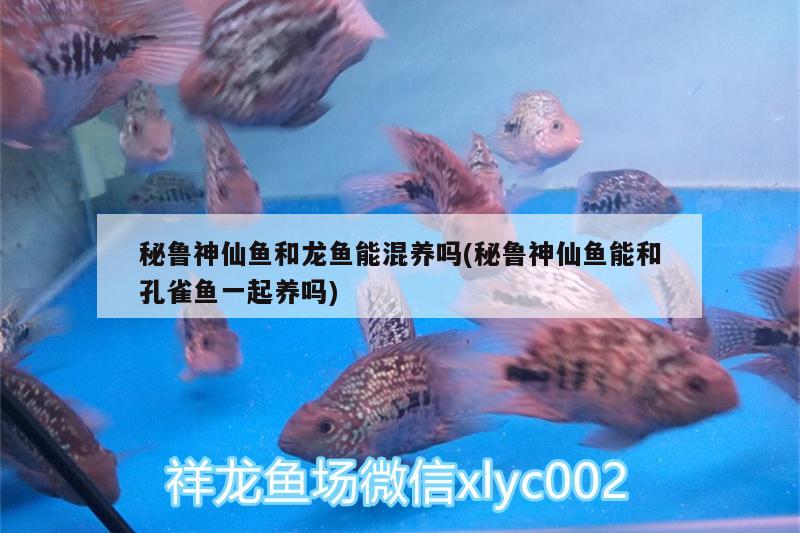 秘魯神仙魚和龍魚能混養(yǎng)嗎(秘魯神仙魚能和孔雀魚一起養(yǎng)嗎) 水族維護(hù)服務(wù)（上門）