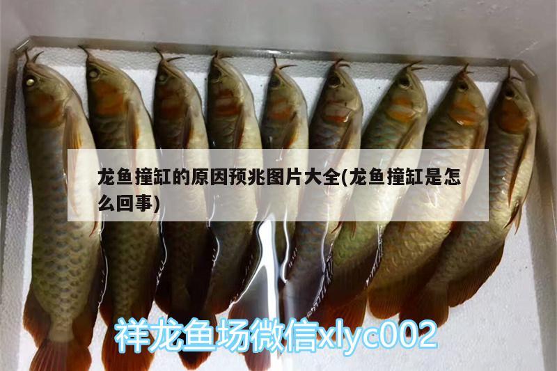 龍魚撞缸的原因預(yù)兆圖片大全(龍魚撞缸是怎么回事) 水草