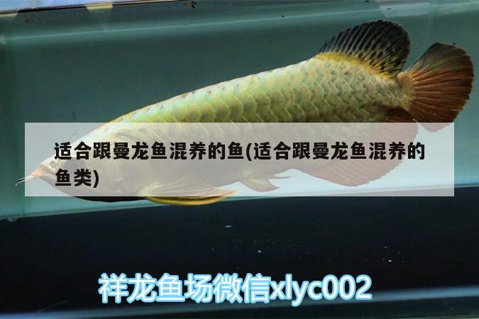 適合跟曼龍魚混養(yǎng)的魚(適合跟曼龍魚混養(yǎng)的魚類) 月光鴨嘴魚苗