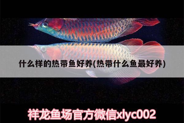 什么樣的熱帶魚好養(yǎng)(熱帶什么魚最好養(yǎng)) 和尚魚