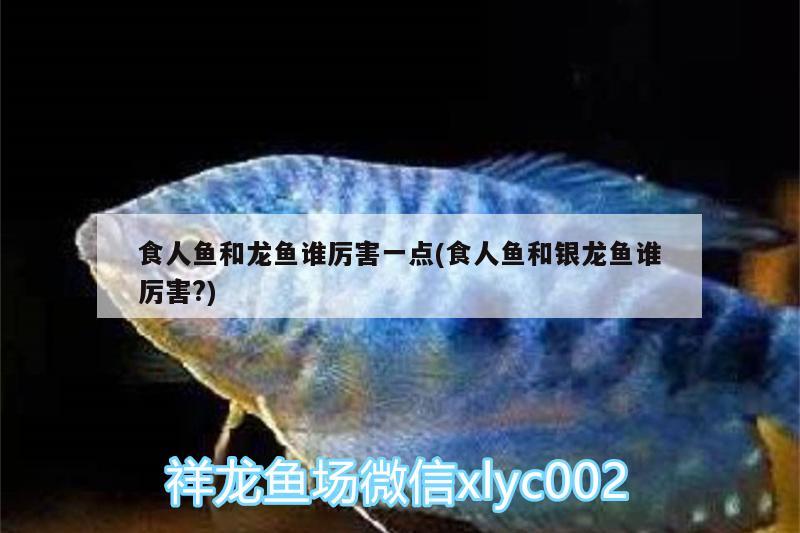 食人魚(yú)和龍魚(yú)誰(shuí)厲害一點(diǎn)(食人魚(yú)和銀龍魚(yú)誰(shuí)厲害?) 食人魚(yú)（水虎）