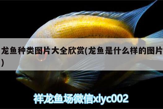 龍魚(yú)種類(lèi)圖片大全欣賞(龍魚(yú)是什么樣的圖片)