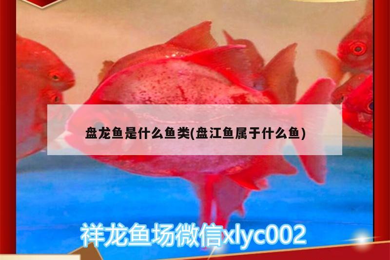 盤龍魚是什么魚類(盤江魚屬于什么魚)