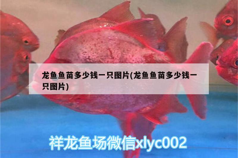 龍魚魚苗多少錢一只圖片(龍魚魚苗多少錢一只圖片) 黃金招財貓魚