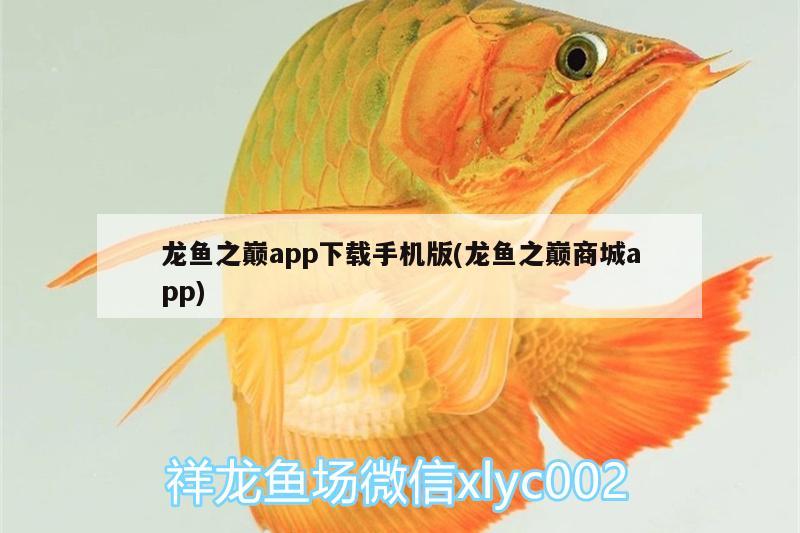 龍魚之巔app下載手機(jī)版(龍魚之巔商城app)