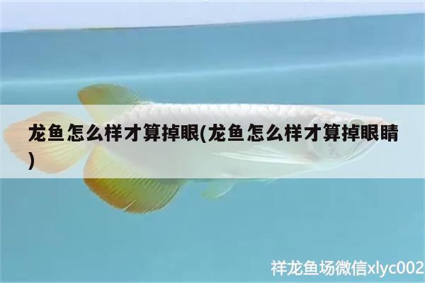 龍魚怎么樣才算掉眼(龍魚怎么樣才算掉眼睛) 一眉道人魚