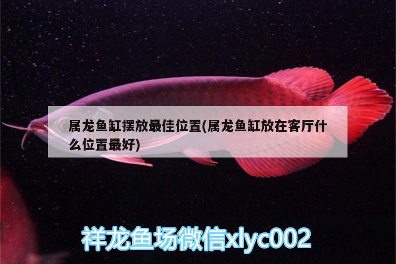 屬龍魚缸擺放最佳位置(屬龍魚缸放在客廳什么位置最好)