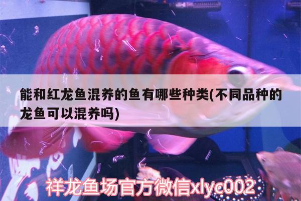 能和紅龍魚(yú)混養(yǎng)的魚(yú)有哪些種類(不同品種的龍魚(yú)可以混養(yǎng)嗎)