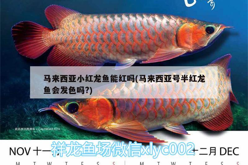 馬來西亞小紅龍魚能紅嗎(馬來西亞號(hào)半紅龍魚會(huì)發(fā)色嗎?)