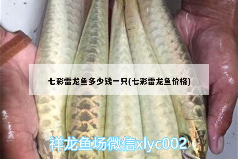 七彩雷龍魚多少錢一只(七彩雷龍魚價(jià)格)