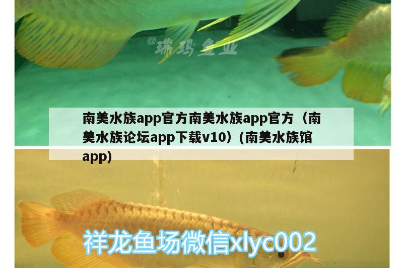 南美水族app官方南美水族app官方（南美水族論壇app下載v10）(南美水族館app)