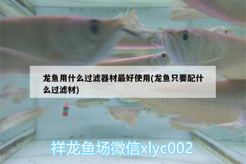 龍魚用什么過濾器材最好使用(龍魚只要配什么過濾材) 斑馬鴨嘴魚