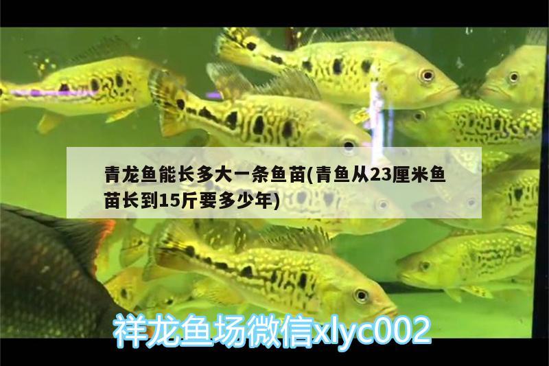 青龍魚能長多大一條魚苗(青魚從23厘米魚苗長到15斤要多少年) 青龍魚