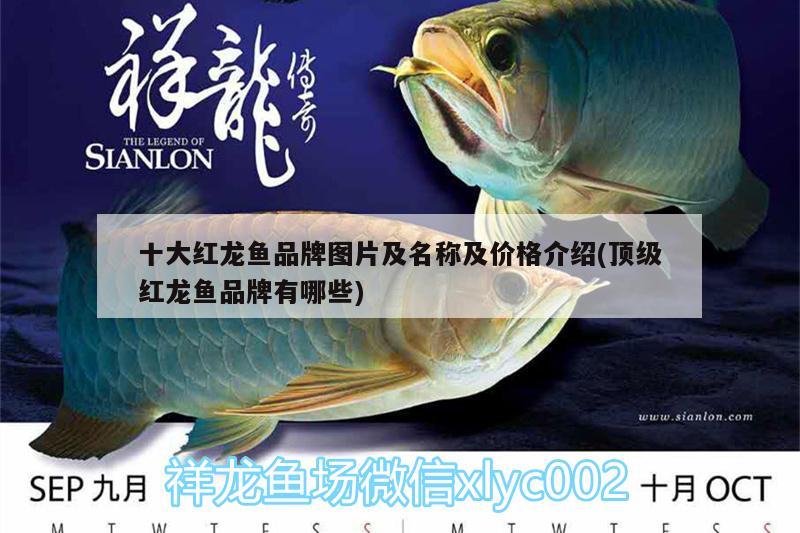 十大紅龍魚品牌圖片及名稱及價(jià)格介紹(頂級紅龍魚品牌有哪些) 財(cái)神鸚鵡魚