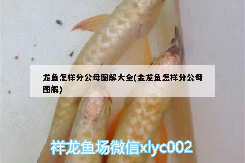 龍魚怎樣分公母圖解大全(金龍魚怎樣分公母圖解) 七紋巨鯉魚