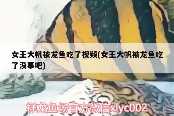 女王大帆被龍魚吃了視頻(女王大帆被龍魚吃了沒事吧) 女王大帆魚