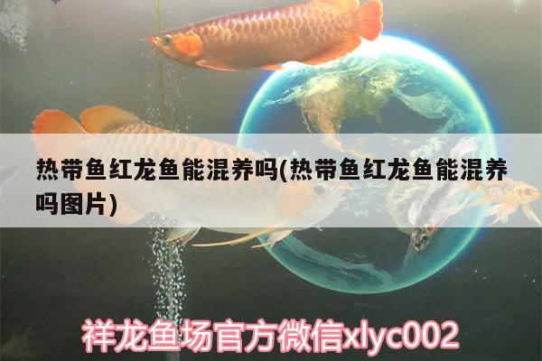 熱帶魚紅龍魚能混養(yǎng)嗎(熱帶魚紅龍魚能混養(yǎng)嗎圖片) 細(xì)線銀板魚苗