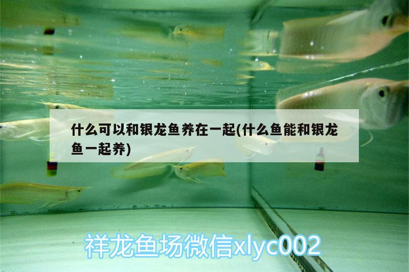 什么可以和銀龍魚養(yǎng)在一起(什么魚能和銀龍魚一起養(yǎng))