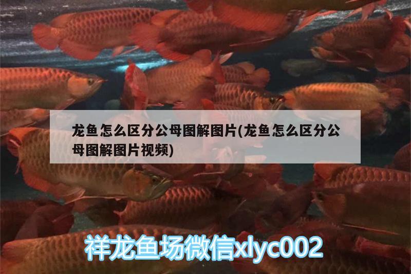 龍魚怎么區(qū)分公母圖解圖片(龍魚怎么區(qū)分公母圖解圖片視頻)