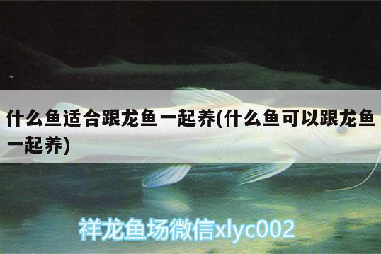 什么魚適合跟龍魚一起養(yǎng)(什么魚可以跟龍魚一起養(yǎng))