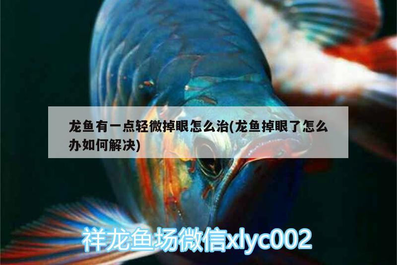 龍魚(yú)有一點(diǎn)輕微掉眼怎么治(龍魚(yú)掉眼了怎么辦如何解決)