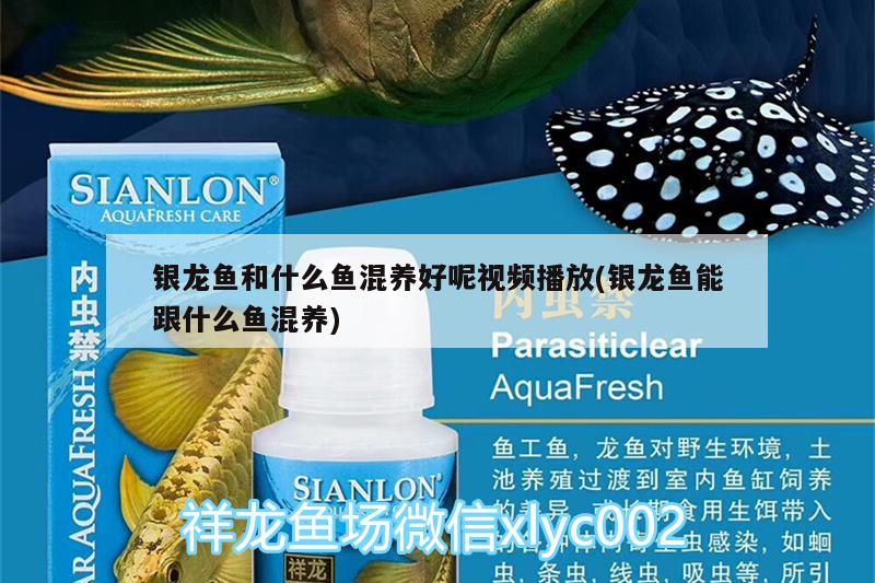 銀龍魚和什么魚混養(yǎng)好呢視頻播放(銀龍魚能跟什么魚混養(yǎng)) 銀龍魚百科