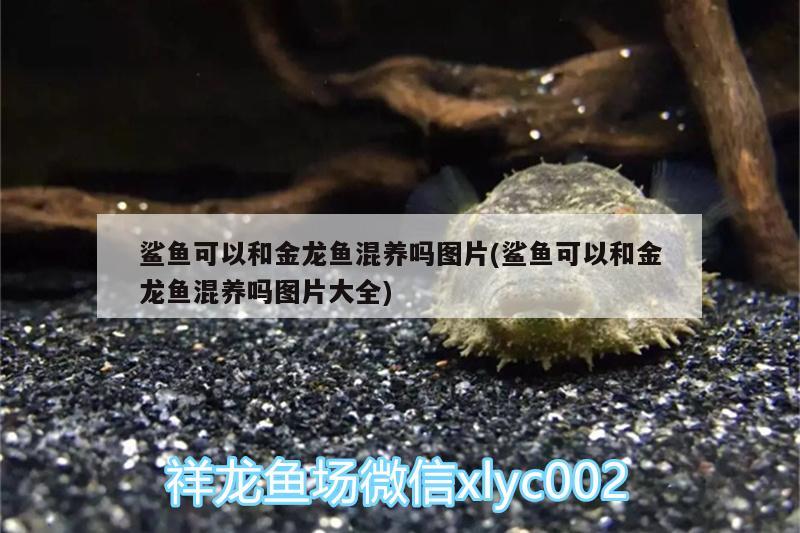 鯊魚可以和金龍魚混養(yǎng)嗎圖片(鯊魚可以和金龍魚混養(yǎng)嗎圖片大全) 白子黃化銀龍魚