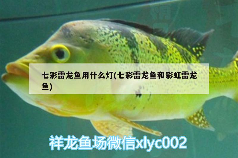 七彩雷龍魚用什么燈(七彩雷龍魚和彩虹雷龍魚) 養(yǎng)魚的好處