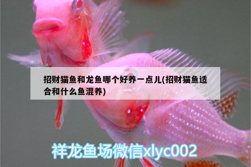 招財(cái)貓魚(yú)和龍魚(yú)哪個(gè)好養(yǎng)一點(diǎn)兒(招財(cái)貓魚(yú)適合和什么魚(yú)混養(yǎng))