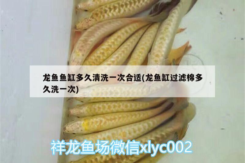 龍魚魚缸多久清洗一次合適(龍魚缸過濾棉多久洗一次)