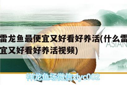 什么雷龍魚最便宜又好看好養(yǎng)活(什么雷龍魚最便宜又好看好養(yǎng)活視頻) 狗頭魚