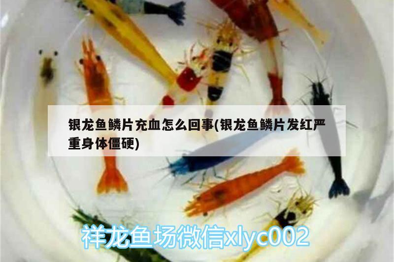 銀龍魚(yú)鱗片充血怎么回事(銀龍魚(yú)鱗片發(fā)紅嚴(yán)重身體僵硬) 銀龍魚(yú)百科