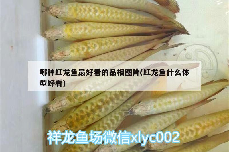 哪種紅龍魚最好看的品相圖片(紅龍魚什么體型好看) 龍鳳鯉魚