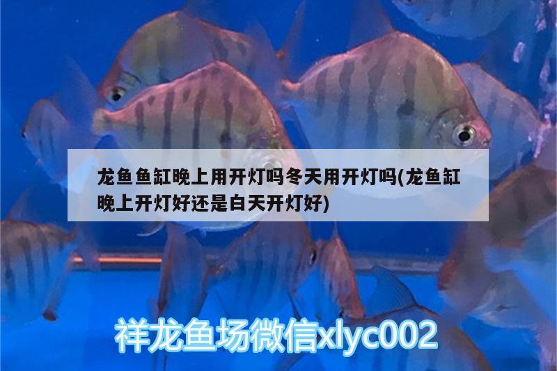 龍魚魚缸晚上用開燈嗎冬天用開燈嗎(龍魚缸晚上開燈好還是白天開燈好)