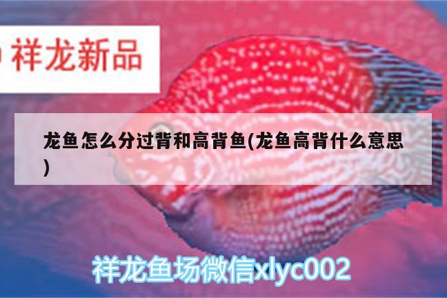 龍魚(yú)怎么分過(guò)背和高背魚(yú)(龍魚(yú)高背什么意思)